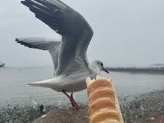 -青岛海滨风景区
