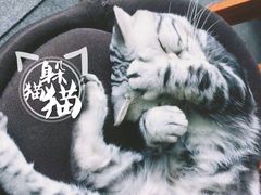 -喵店&猫咖