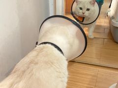 -艾贝尔宠物医院·24H转诊中心·肿瘤猫专科(江宁双龙店)