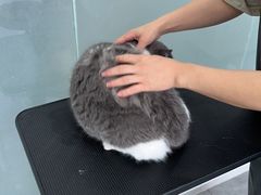 -爱洗澡的猫(望京店)