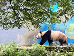 -中国大熊猫保护研究中心雅安碧峰峡基地