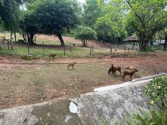 -深圳野生动物园
