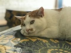 -平行世界·猫咖(首经贸店)