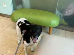 -瑞派申生动物医院·24H夜诊·国际动物医疗中心·骨外科(吴中路店)