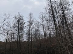 -蜀冈西峰生态公园