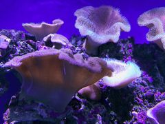 -御唐府海珊瑚主题餐厅