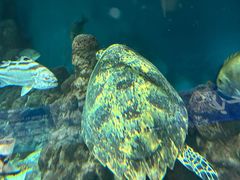 -上海海洋水族馆