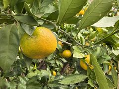 -前小桔亲子创意农场·草莓采摘·露营烧烤