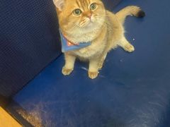-猫咪咖啡·猫咖(万达广场店)