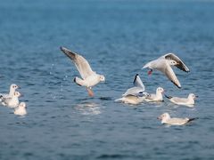 -黄河三峡风景名胜区