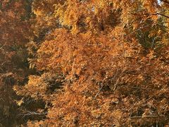 -黄海国家森林公园