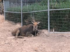 -清迈夜间动物园