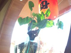 -山之川日料放题(通州店)