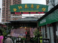-曲阳花鸟市场(曲阳路店)