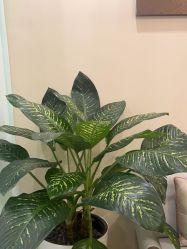 -北京米扬丽格医疗美容·联合丽格鼻整形中心