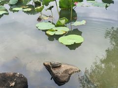 -深圳龙潭公园