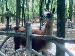 -昆山城市生态森林公园