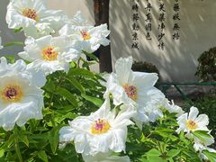 -洛阳市牡丹公园