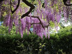 -嘉定紫藤园