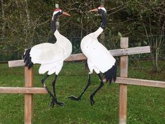 -钏路市丹顶鹤自然公园