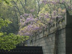 -虎跑公园