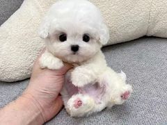 -萌宠之家·腊肠犬·马尔泰·小体犬舍