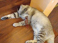 -猫岛主趣味餐厅(鼓浪屿店)