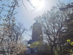 -高尔山公园