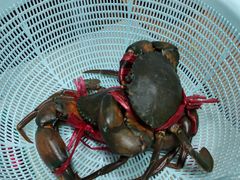 缅甸泥蟹-金螃蟹