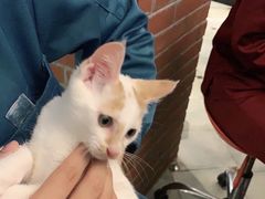 -萌兽医馆·宠物医院·猫骨科(创景店)