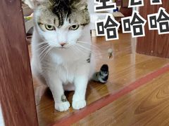 -甄爱宠物医院(疏影路店)