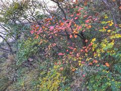 -嵩山少林文化旅游景区