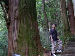 -天目山大树王景区