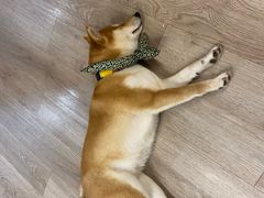 -柴迷FANS CLUB·柴犬狗咖·猫咖