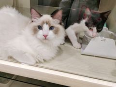 -Pets First伊珊娜洗护·精致美容·家庭式寄养(新会路店)