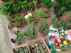-长宁东道花卉宠物市场