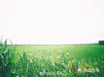 这里的稻田绿的那么干脆，仿佛又穿越到了宫崎骏的电影里