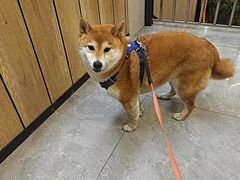 -半岛宠物医院24小时(西派城店)