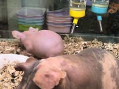 -藦茜花园宠物主题亲子互动体验馆(国顺东路店)