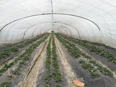 -喜杨洋草莓采摘园