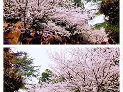 -武汉大学-樱园
