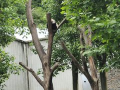 -卧龙中华大熊猫苑神树坪基地