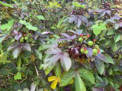 -广西壮族自治区药用植物园