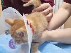 -瑞派·关忠动物医院·猫专科·犬专科(三环新城店)