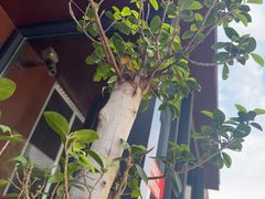 -新興传承烤鸭