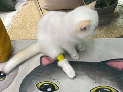 -纳吉亚猫专科动物医院·北北分院