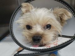 -博特宠物医院24h犬猫全科.骨科·异宠