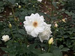 -人民公园(罗湖区)