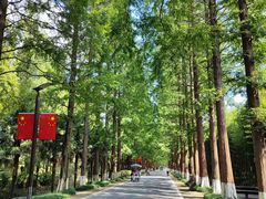 -黄海国家森林公园