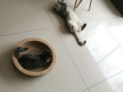 -平行世界·猫咖(首经贸店)